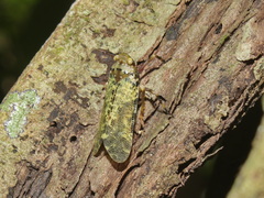 Polydictya thompsoni