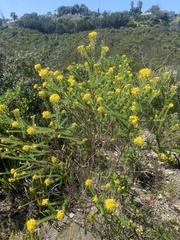 Euryops virgineus