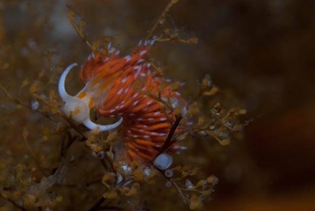 Elegant Nudibranch
