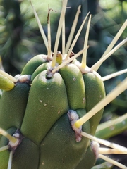 Austrocylindropuntia subulata