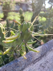 Austrocylindropuntia subulata