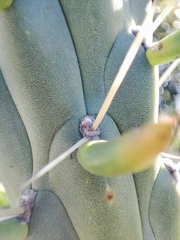 Austrocylindropuntia subulata
