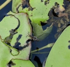 Limnogonus