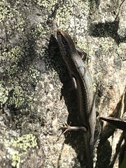 Pseudemoia entrecasteauxii