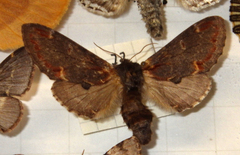 Notodonta dromedarius