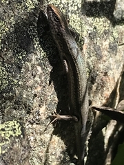 Pseudemoia entrecasteauxii