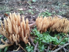 Ramaria stricta