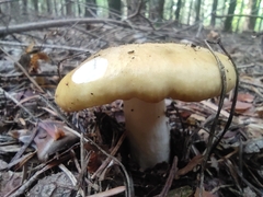 Russula ochroleuca