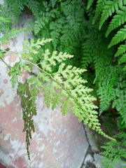 Dennstaedtia wilfordii