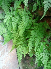 Dennstaedtia wilfordii