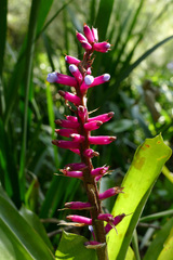 Aechmea gamosepala