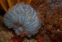 Sycozoa arborescens