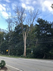 Fraxinus americana