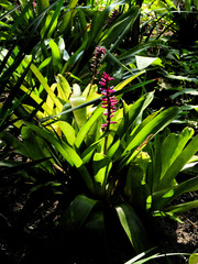 Aechmea gamosepala