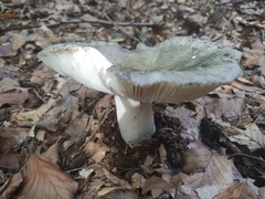 Russula virescens