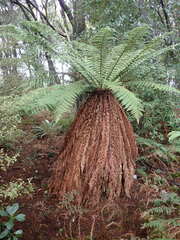 Dicksonia fibrosa