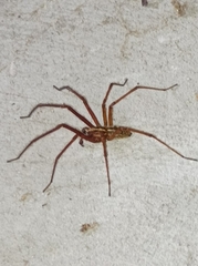 Tegenaria ferruginea