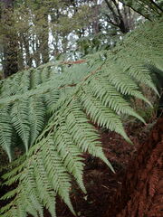 Dicksonia fibrosa