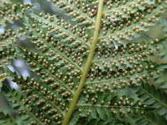 Dicksonia fibrosa