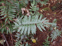 Blechnum procerum