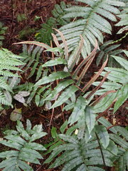Blechnum procerum