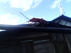 Dysdercus cingulatus