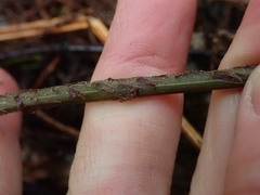 Blechnum procerum