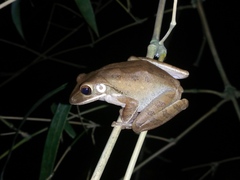 Polypedates leucomystax