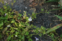 Mazus pumilus