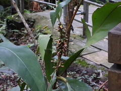 Alpinia
