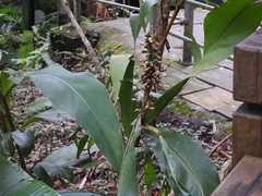 Alpinia