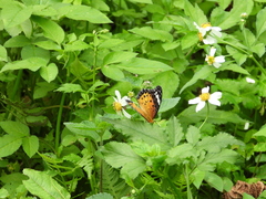Argynnis hyperbius hyperbius