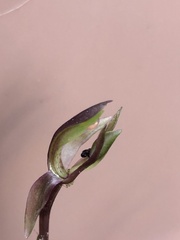 Chiloglottis trapeziformis