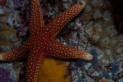 Fromia schultzei
