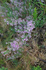 Indigofera concava