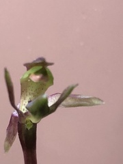 Chiloglottis trapeziformis