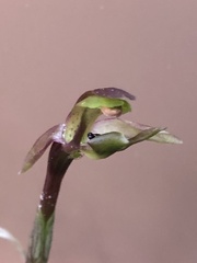 Chiloglottis trapeziformis