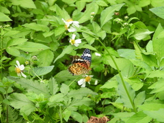 Argynnis hyperbius hyperbius
