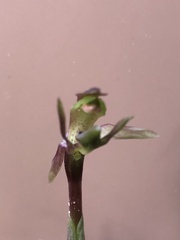 Chiloglottis trapeziformis