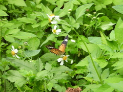 Argynnis hyperbius hyperbius
