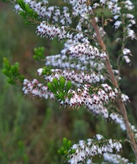Erica fuscescens