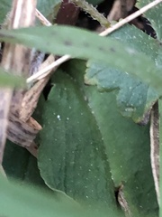 Chiloglottis trapeziformis