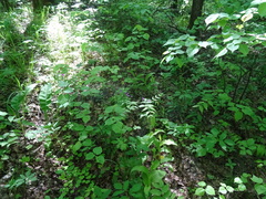 Cypripedium calceolus