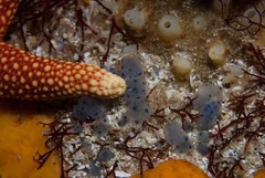 Fromia schultzei