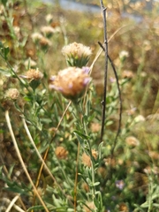 Aster altaicus