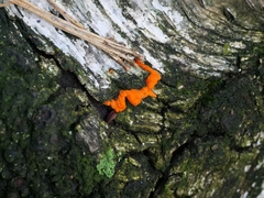 Trametes cinnabarina