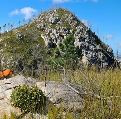 Oldenburgia paradoxa