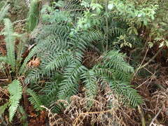 Asplenium appendiculatum