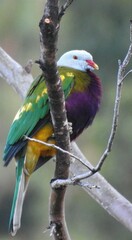 Ptilinopus magnificus