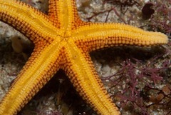 Fromia schultzei